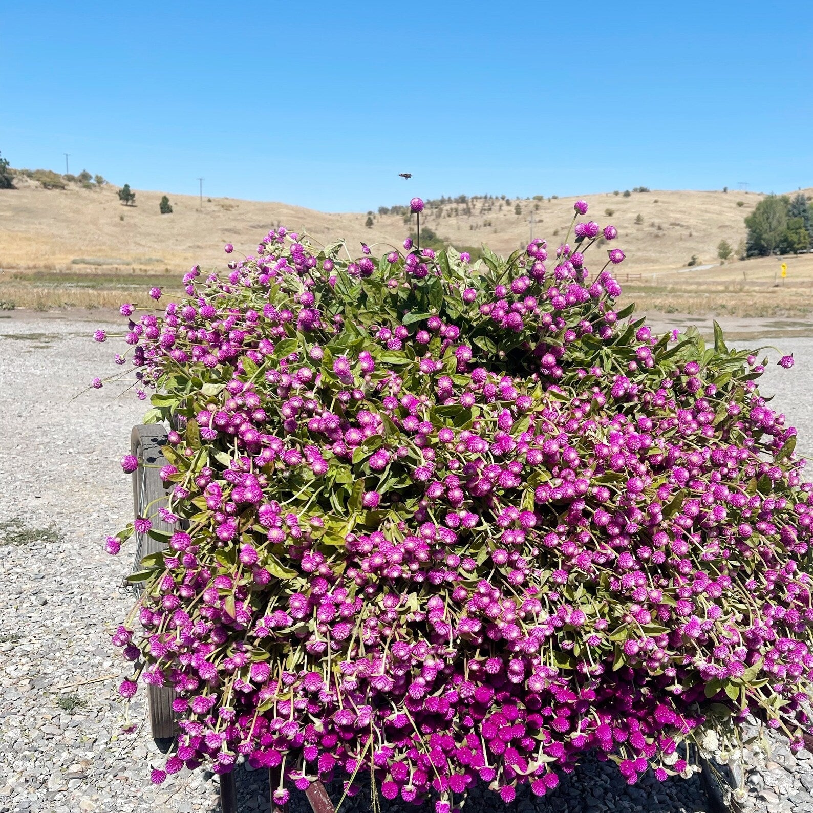Trockenblumen-Herzkranz „Purple Sweetie“ – 48–51 cm – Ansicht 5