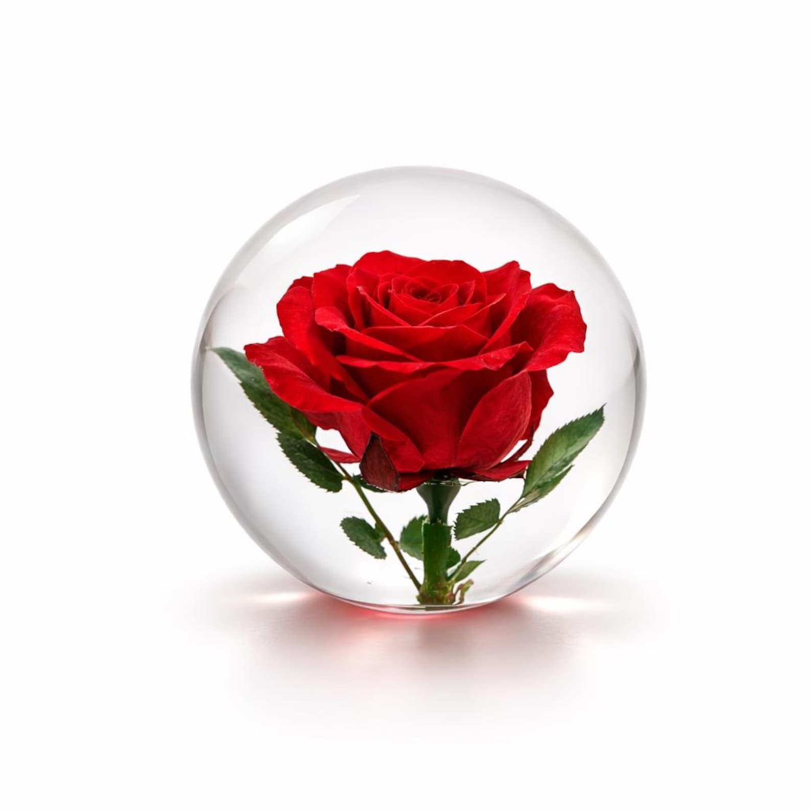 Preserved Red Rose Resin Paperweight