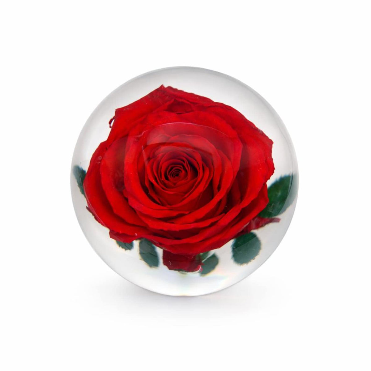 Preserved Red Rose Resin Paperweight – view 2