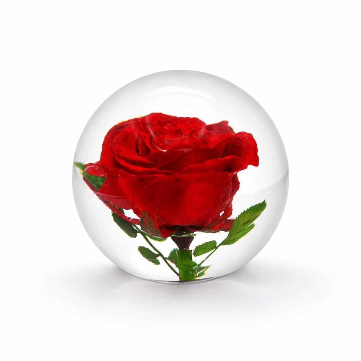 Preserved Red Rose Resin Paperweight – view 3