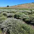 Dried Flower Heart Wreath “I Love You” – 19–20 in – view 4